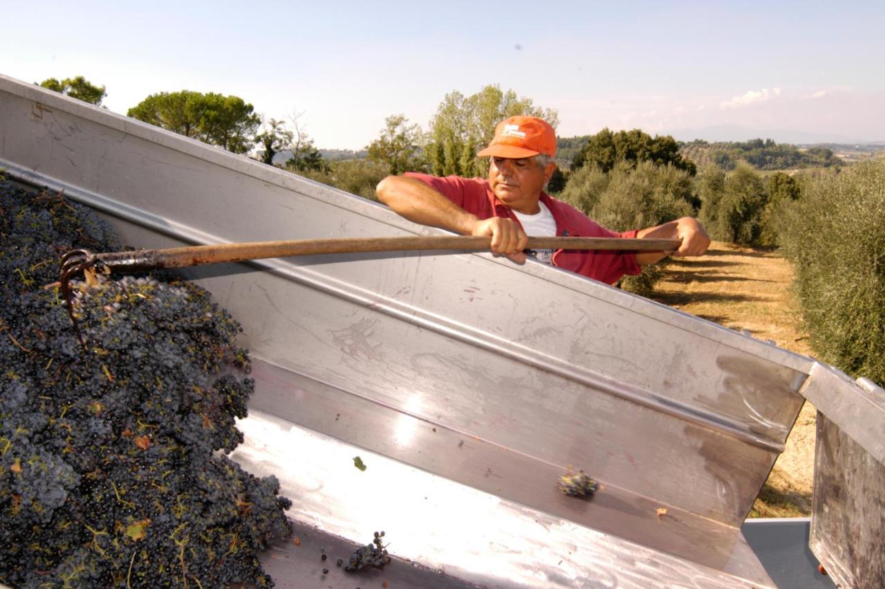 Agriturismo Il Selvino Terricciola Экстерьер фото